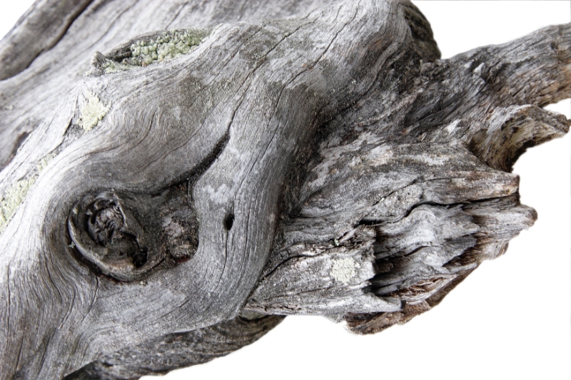 Gnarled trees, Aletsch Switzerland.jpg